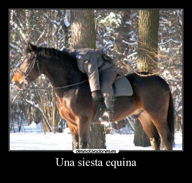 Una siesta equina -