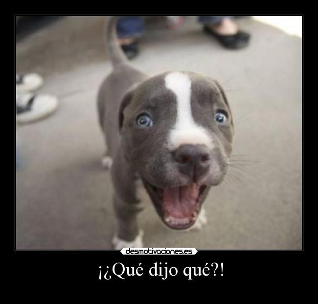 ¡¿Qué dijo qué?! - 