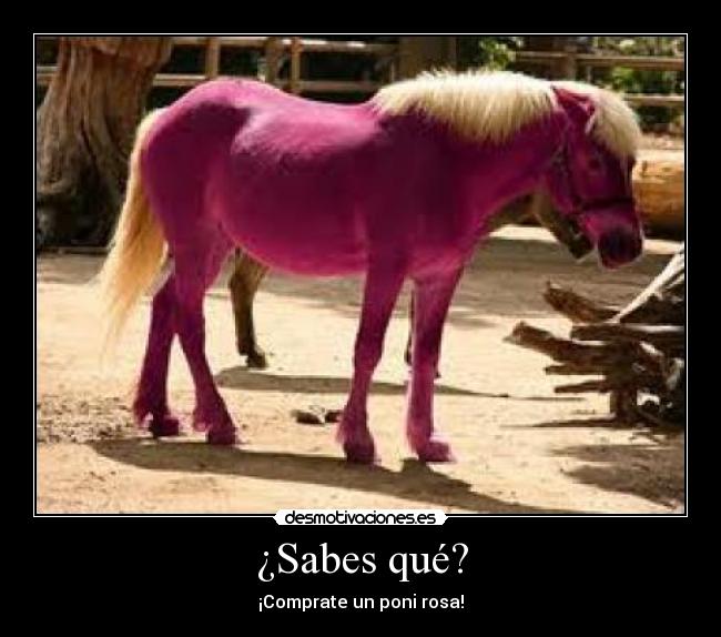 ¿Sabes qué? - ¡Comprate un poni rosa!
