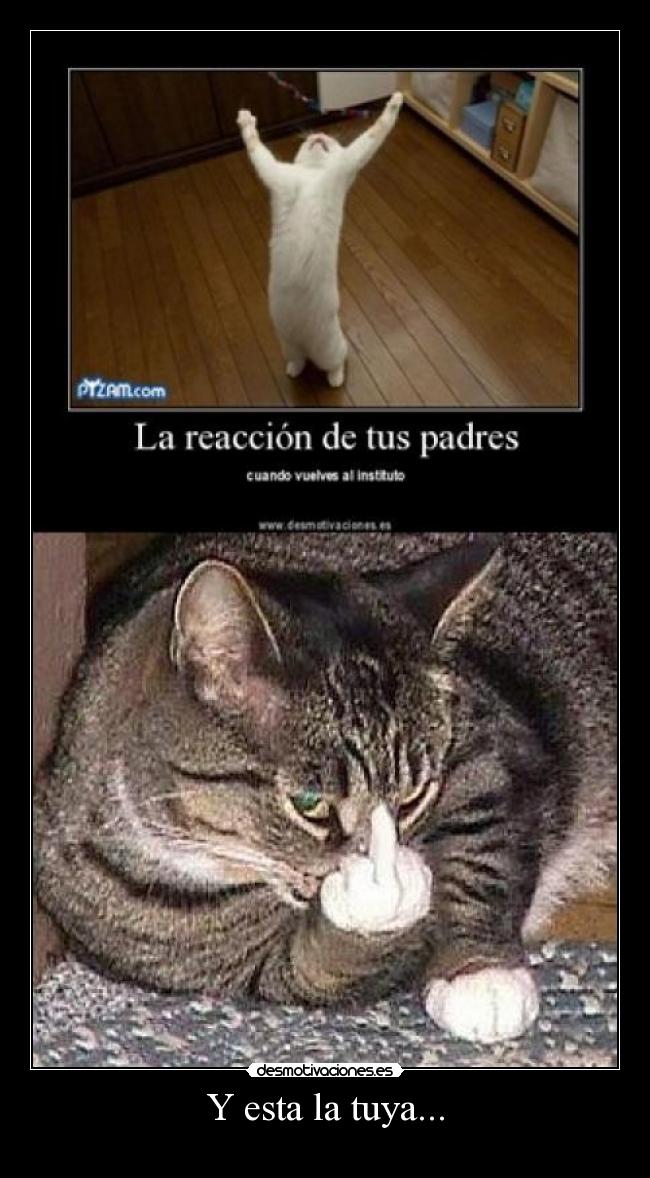 carteles gatosfuck you desmotivaciones
