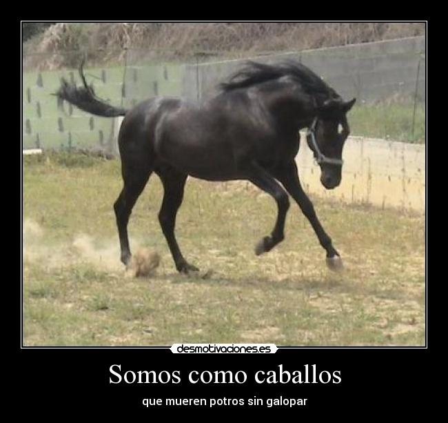 carteles potro caballo brillar desmotivaciones