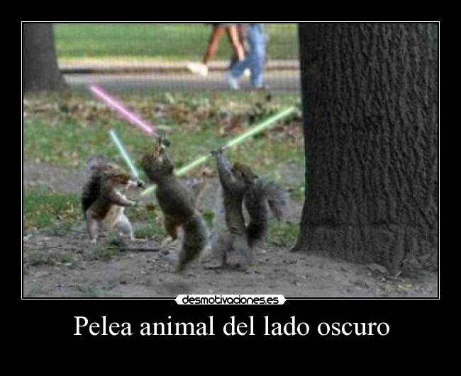Pelea animal del lado oscuro -