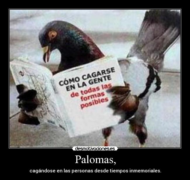 Palomas, - cagándose en las personas desde tiempos inmemoriales.