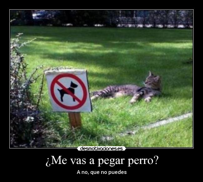 ¿Me vas a pegar perro? - 