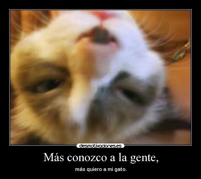 Más conozco a la gente, - más quiero a mi gato.