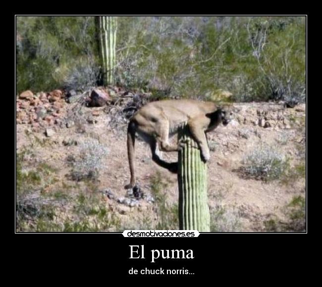 El puma -
