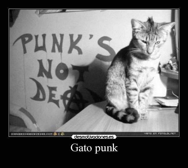 Gato punk - 