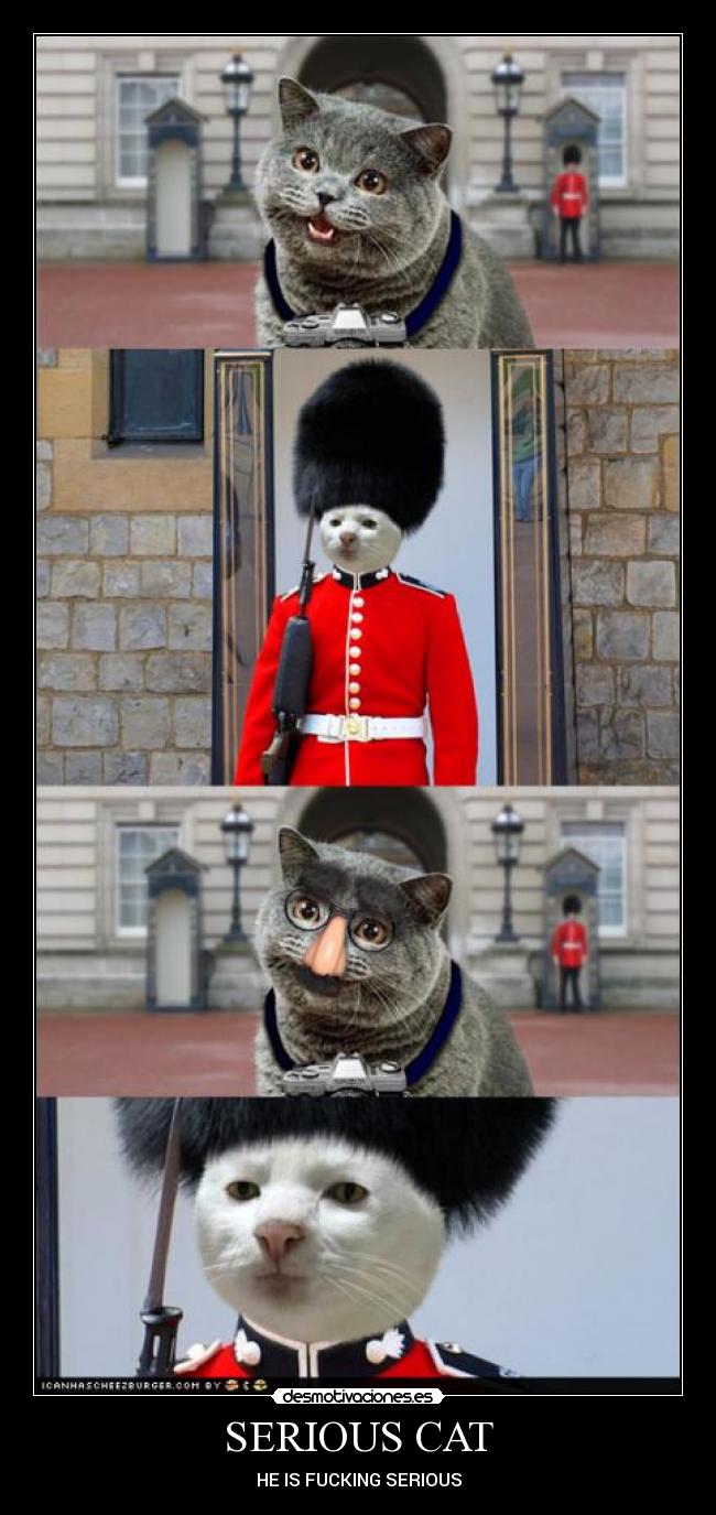 SERIOUS CAT - HE IS FUCKING SERIOUS