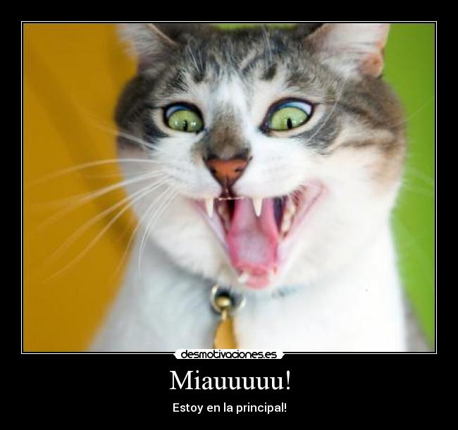 Miauuuuu! - 