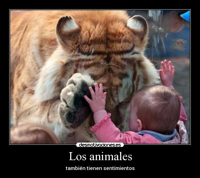 Los animales - 