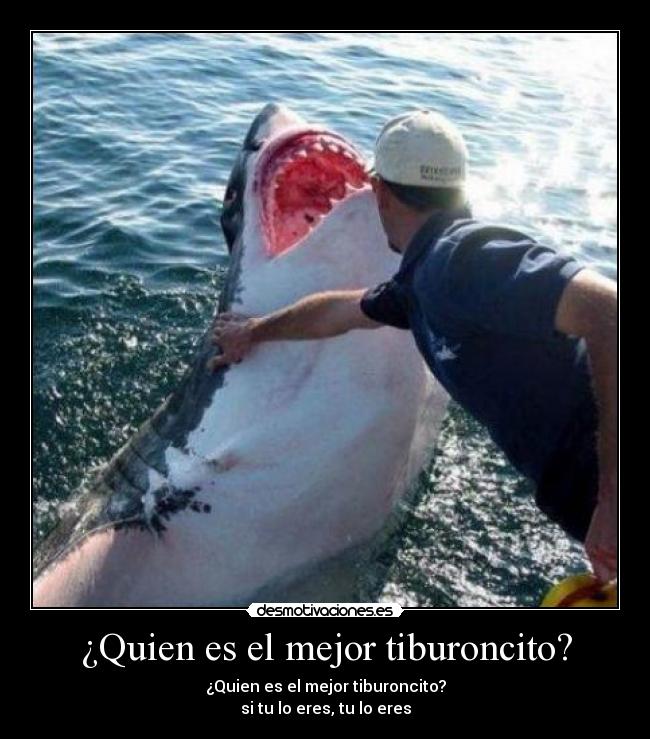 ¿Quien es el mejor tiburoncito? -