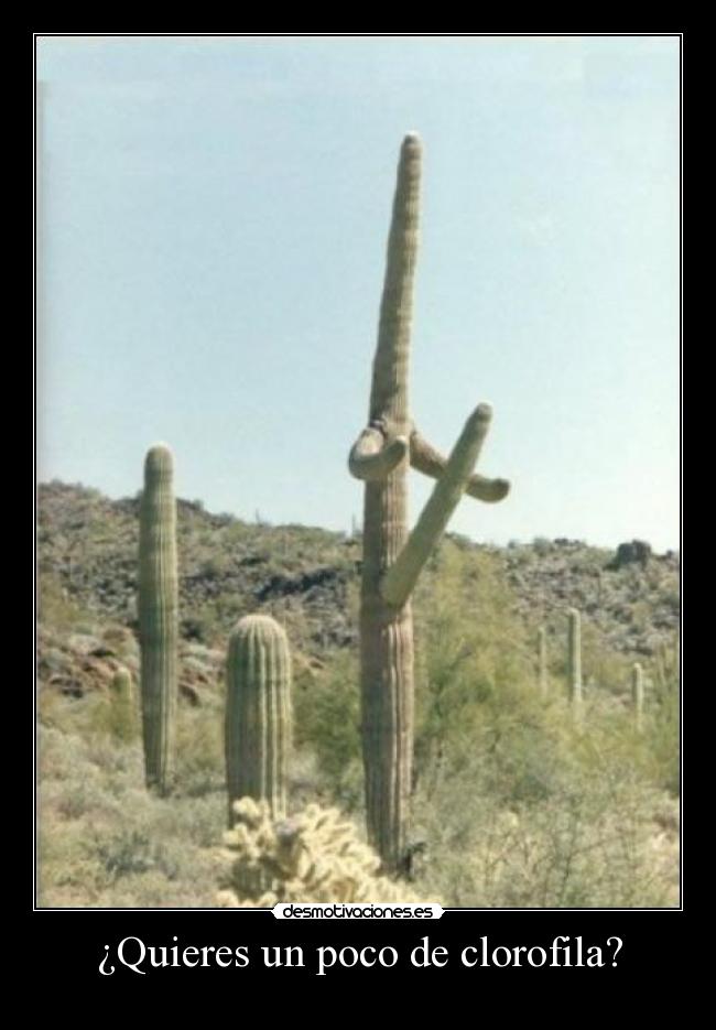 ¿Quieres un poco de clorofila? -