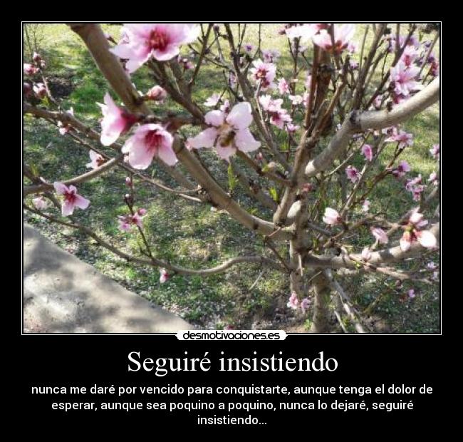 Seguiré insistiendo - 