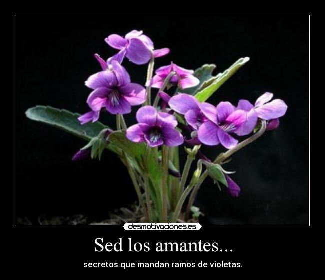 Sed los amantes... - secretos que mandan ramos de violetas.