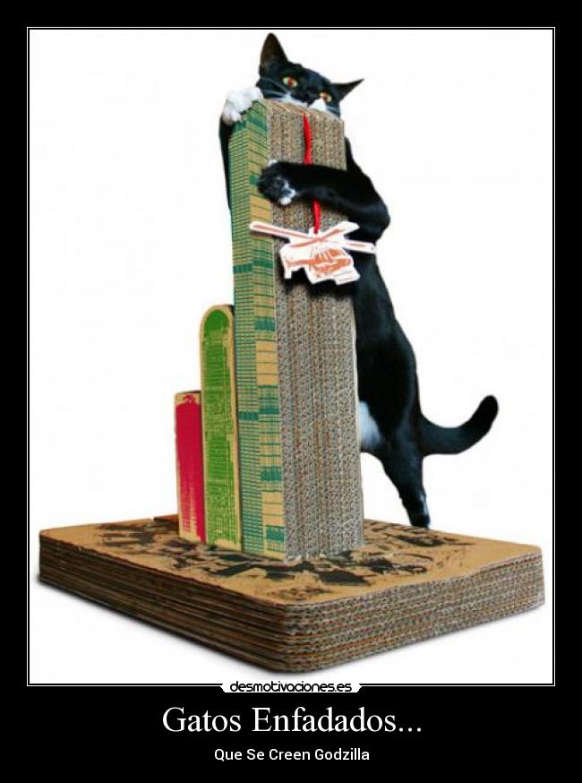 Gatos Enfadados... -