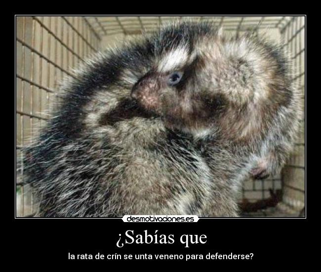 ¿Sabías que - la rata de crín se unta veneno para defenderse?