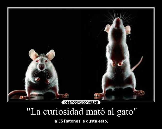 La curiosidad mató al gato - a 35 Ratones le gusta esto.