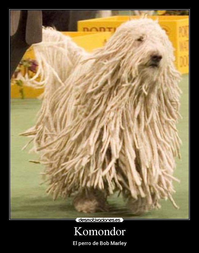 Komondor - El perro de Bob Marley