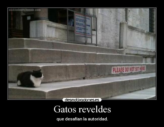 Gatos reveldes - que desafían la autoridad.