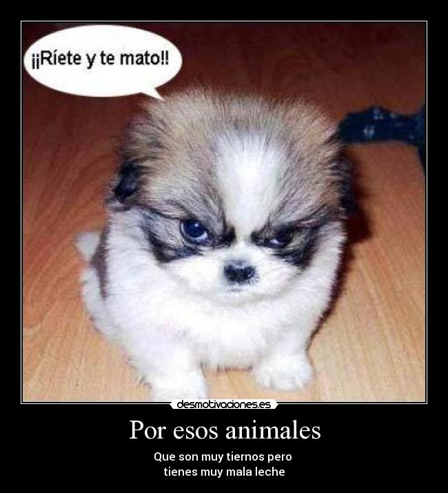 Por esos animales -