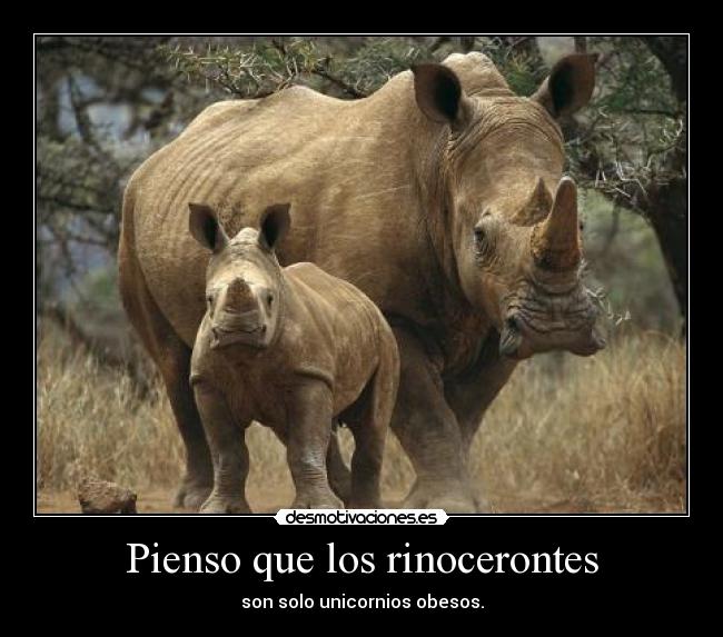 Pienso que los rinocerontes -