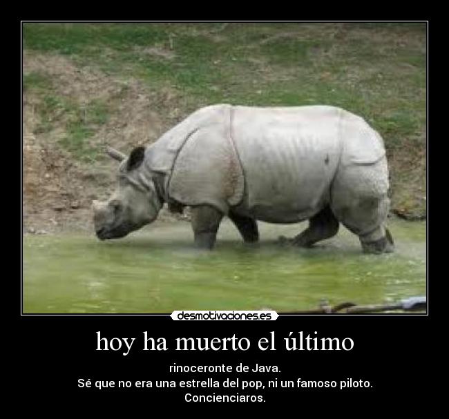 carteles rinocronte java esta extinguido desmotivaciones