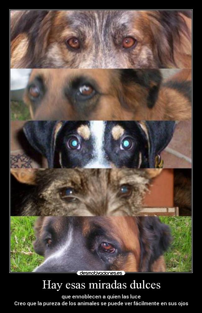 Hay esas miradas dulces -
