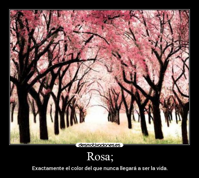Rosa; - 