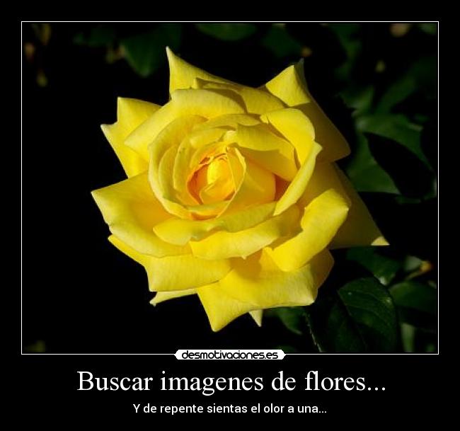 Buscar imagenes de flores... - Y de repente sientas el olor a una...