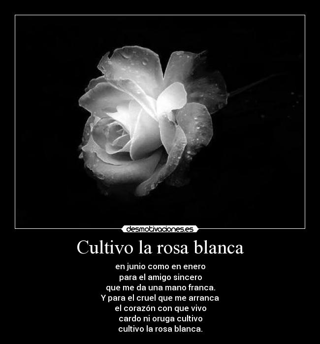 Cultivo la rosa blanca - 