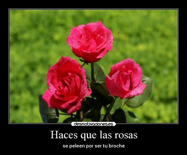 Haces que las rosas - se peleen por ser tu broche