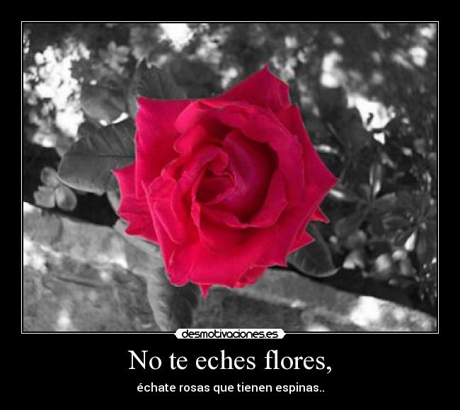 No te eches flores, - échate rosas que tienen espinas..