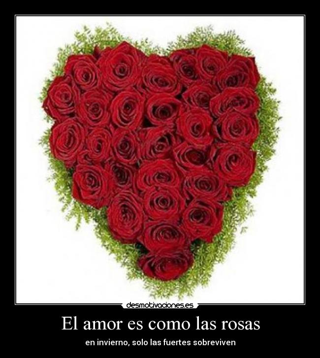 El amor es como las rosas - en invierno, solo las fuertes sobreviven