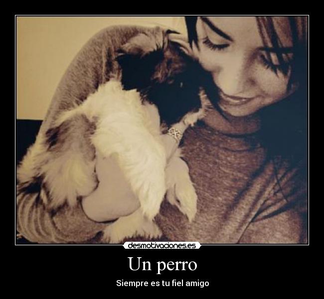 Un perro -