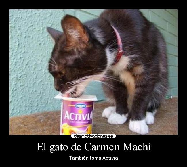 El gato de Carmen Machi - 