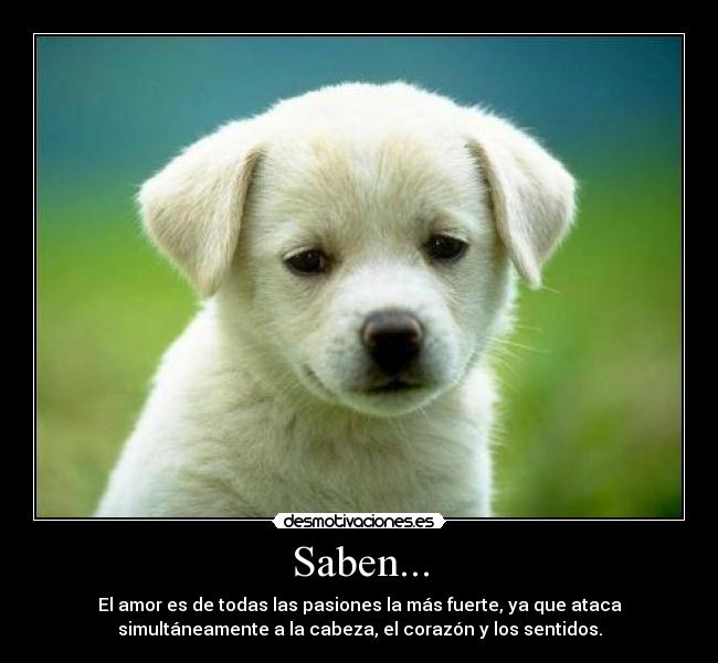 Saben... - El amor es de todas las pasiones la más fuerte, ya que ataca
simultáneamente a la cabeza, el corazón y los sentidos.