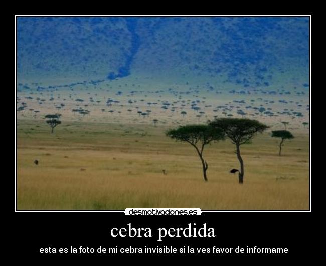 carteles cebra perdida invisible sabana africana desmotivaciones