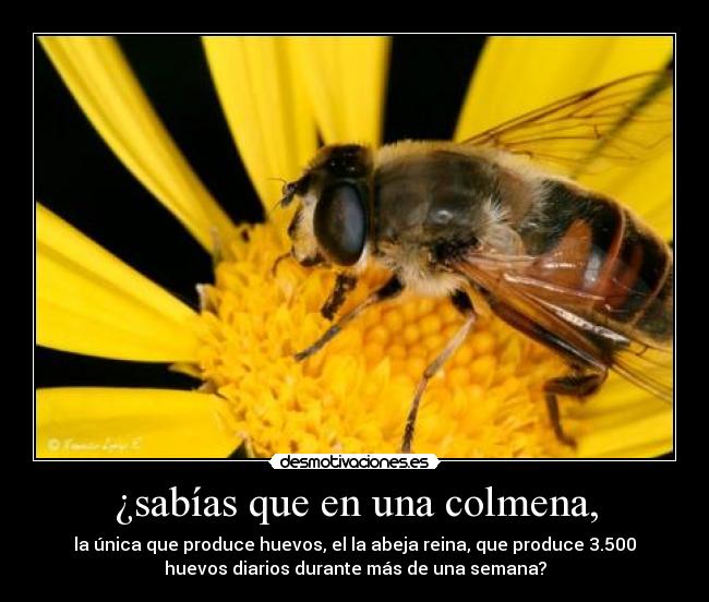 ¿sabías que en una colmena, - la única que produce huevos, el la abeja reina, que produce 3.500
huevos diarios durante más de una semana?