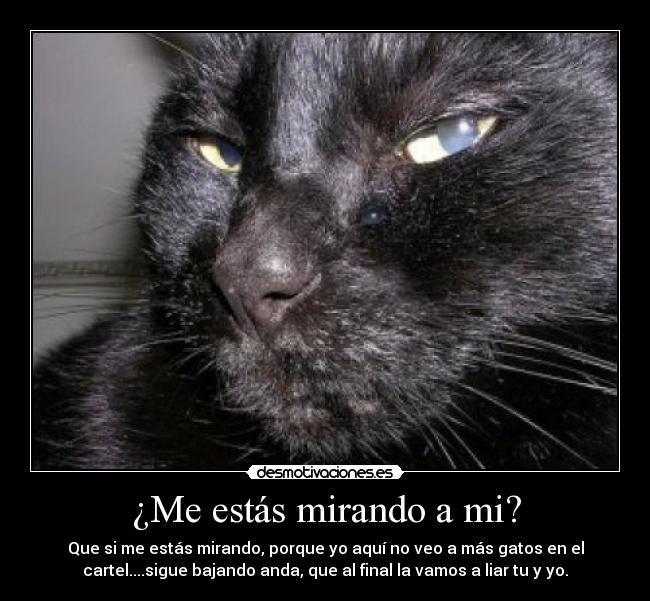 ¿Me estás mirando a mi? - Que si me estás mirando, porque yo aquí no veo a más gatos en el
cartel....sigue bajando anda, que al final la vamos a liar tu y yo.