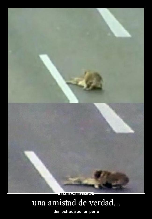 una amistad de verdad... - 