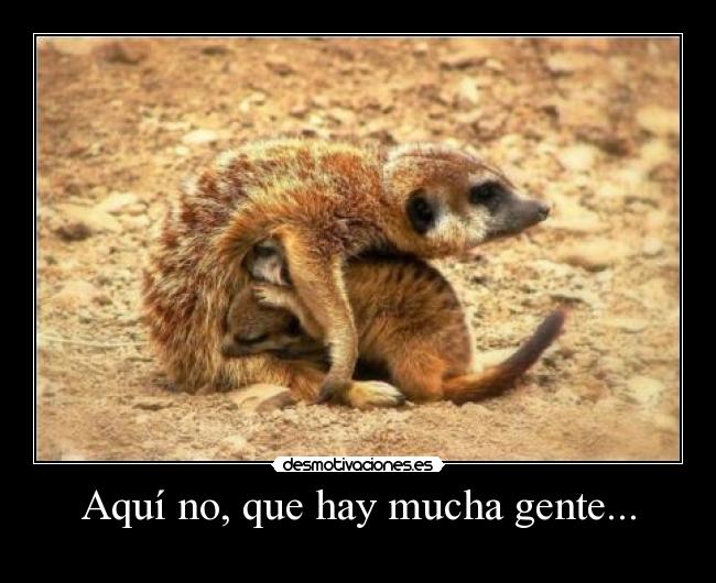 carteles suricato desmotivaciones