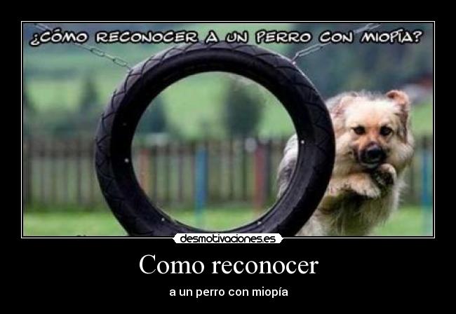 Como reconocer - a un perro con miopía