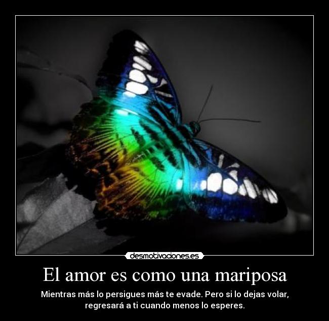El amor es como una mariposa - 