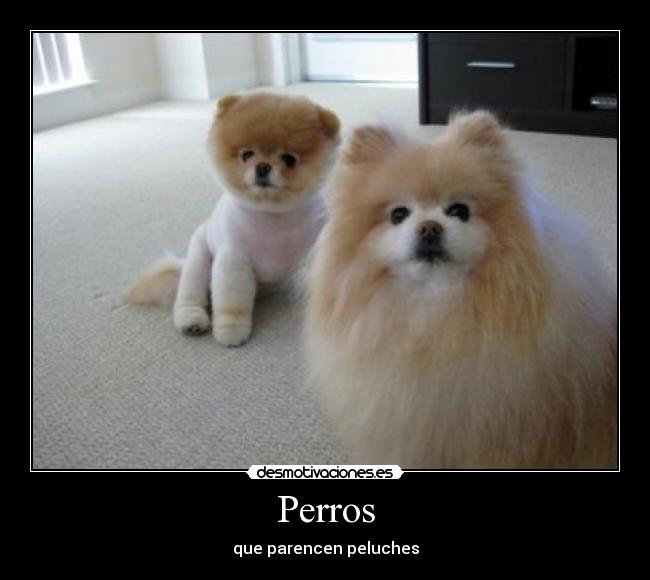 Perros -