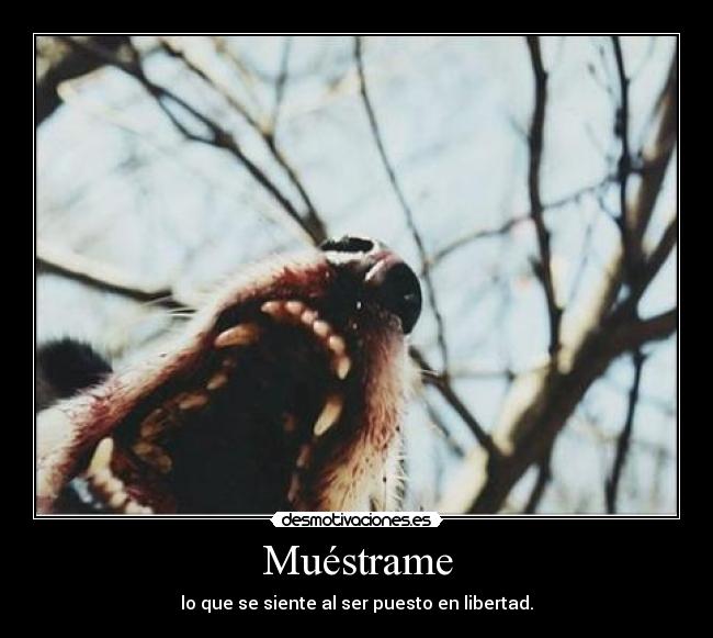 Muéstrame -
