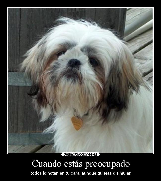 carteles perro animales vida desmoivaciones desmotivaciones