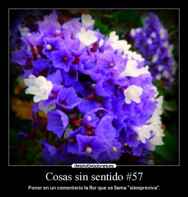 Cosas sin sentido #57 - Poner en un cementerio la flor que se llama siempreviva.