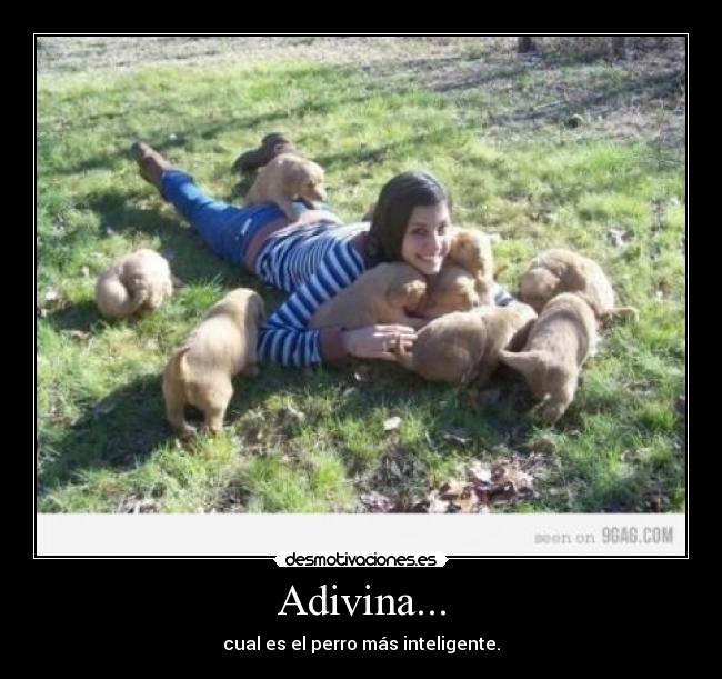 carteles perro satchroy desmotivaciones