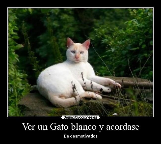 Ver un Gato blanco y acordase - De desmotivados