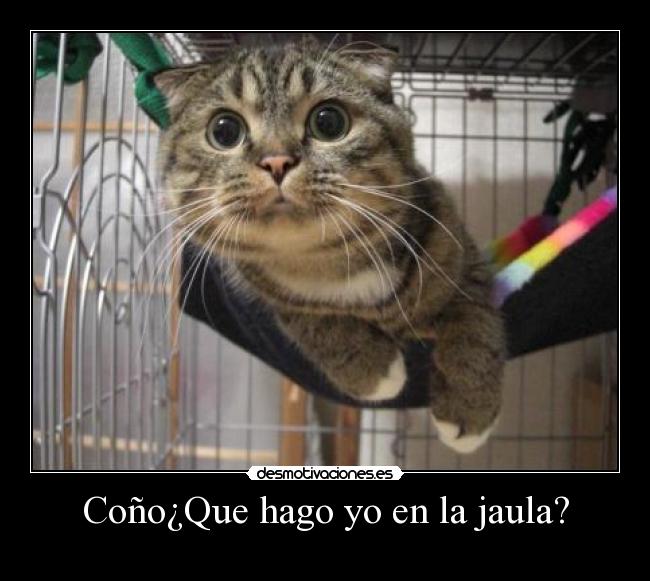 Coño¿Que hago yo en la jaula? -
